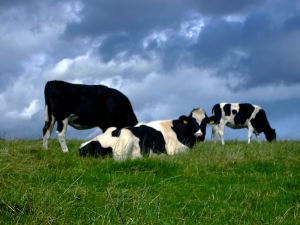 really scary ghost story cows